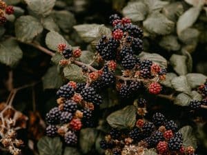 Brombeeren-Erntezeit und Rezepte 2022 – Superfood-Pflücken